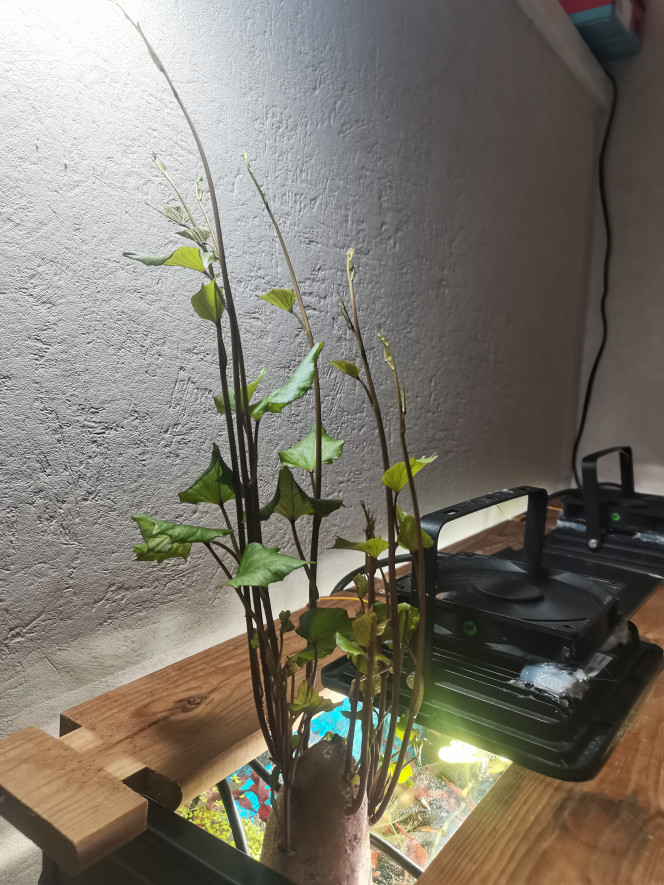 Patate douce jour 10 Elle pousse tellement ouf que jlui ai bricoler son propre éclairage... ''