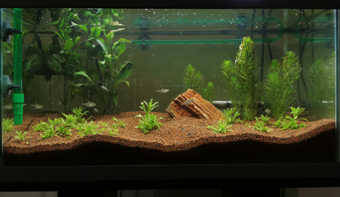 Premiers jours Ajout d'une roche
6 Pristella maxillaris
5 Corydoras hastatus
Pogostemon helleri
Hygrophila corymbosa
Pogostemon erectus