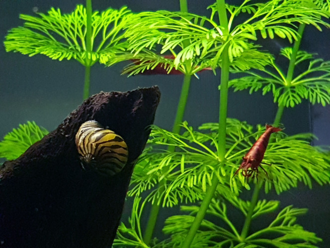 Néritina et crevettes 