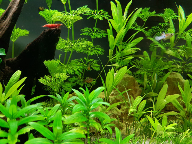 Crevette et guppy endler 