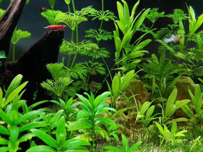 Crevette et guppy endler 