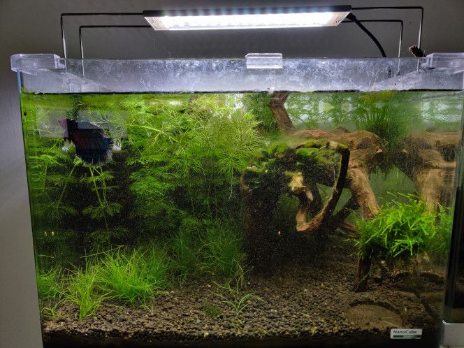 Photographie du post de Saykeer 