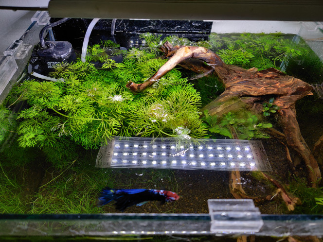 Photographie du post de Saykeer 