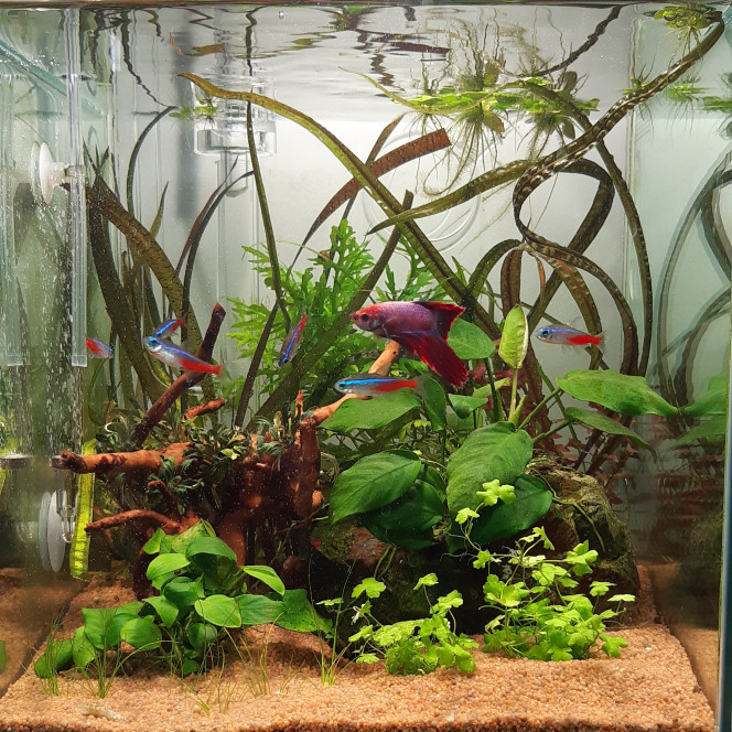  Changement pipes + Racines + Plantes