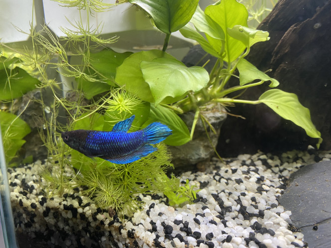Betta femelle crowntail 