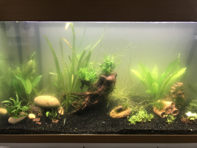 Eau verte Depuis quelques jours juste après un changement d’eau… on essaie le filtre à café.  
Les japonica arrivées il y a une semaine apprécient plus que nous. 
Je me demande s’il ne faudrait pas en profiter pour introduire les kuhlis. Ce brouillard est peut-être sécurisant pour eux.