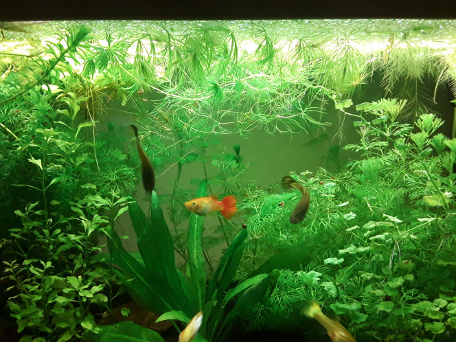  Du vert, du vert, du vert :)