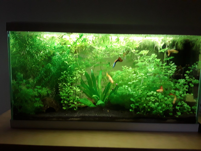  Du vert, du vert, du vert :)