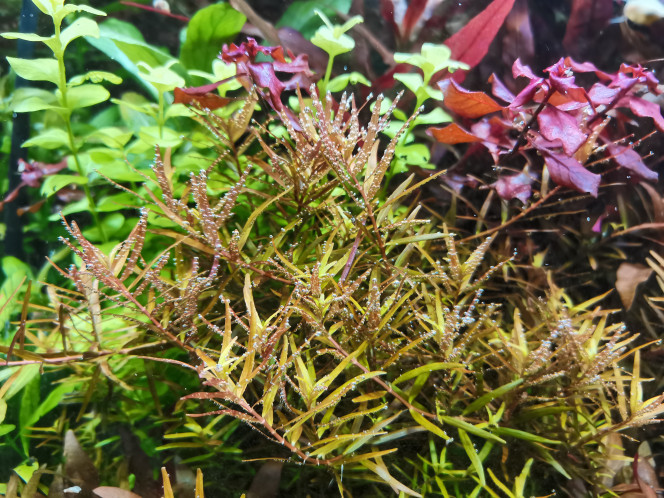Remise en place du co2 La rotala kiff sa vie