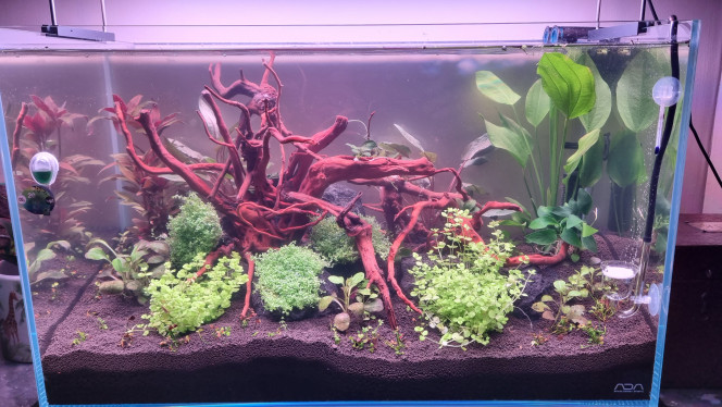 CUVE ADA 60X30X36 