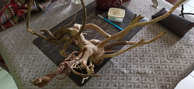 Nouvelles racines Chez une de mes clientes, j'ai remarqué qu'un bosquet de Fatsia Japonica (ou Aralia) avait été coupé puis les souches arrachées. Je les ai récupérées, retiré l'écorce et l'aubier autant que faire se peut puis monté  sur pierre pour les lester.