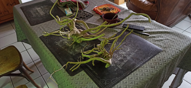 Nouvelles racines Chez une de mes clientes, j'ai remarqué qu'un bosquet de Fatsia Japonica (ou Aralia) avait été coupé puis les souches arrachées. Je les ai récupérées, retiré l'écorce et l'aubier autant que faire se peut puis monté  sur pierre pour les lester.