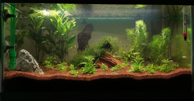 Évolution Ajout de roche et d'une racine
Vesicularia montagnei sur racine
9 Caridina japonica