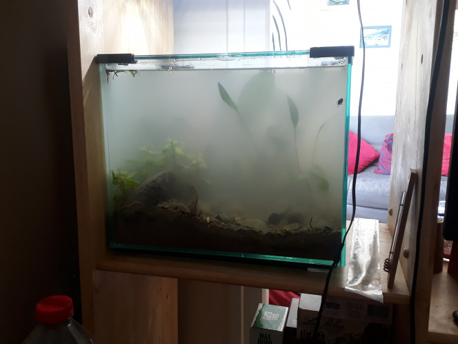 Lancement de l'aquarium En l'absence de lavage du substrat, la mise en eau a soulevé toute la poussière du fond. Après un jour de repos j'ai ré-arrangé un peu les graviers, ce qui a de nouveau tout remué. J'ai commencé avec une petite lampe de 2W qui était fournie avec le bac.
