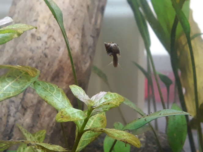 Acrobaties aquatiques Je suis fasciné par les physes. Leurs coquilles dorées sont suberbes et elles sont hyperactives dans l'aquarium. Elles se sont très vite appropriées tout le décors (avec une petite préférence pour la cryptocoryne du fond) et passent de partout pour manger les détritus.

J'étais au départ très surpris de les voir s'envoler vers la surface mais je me suis finalement rendu compte que c'était tout à fait maitrisé ! Les physes arrivent réellement à monter et descendre dans l'aquarium en nageant. Elles passent d'une feuille à l'autre comme dans un formidable réseau d'ascenceurs invisibles. 
On a parfois droit à de veritables exercices gymnastiques comme ici sur la photo.