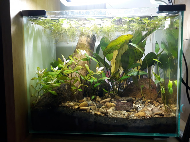 Changement d'ambiance L'arrivée de la laitue d'eau a changé un peu l'ambiance de l'aquarium. J'avais acheté une lampe un peu plus puissante (2W > 6W) pour aider la pousse des plantes mais je trouvais finalement l'aquarium un peu trop lumineux. Le problème est maitenant réglé !
Autre point positif : la croissance rapide de la laitue va permettre de renforcer la filtration de l'eau. On voit également que l'hygrophila a repris la pousse.
