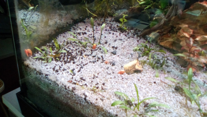 nouveaux arrivants dans les 3 bac,rose dans le 450 et brun les deux petit ramplacer par de nouveaux rose si repro 