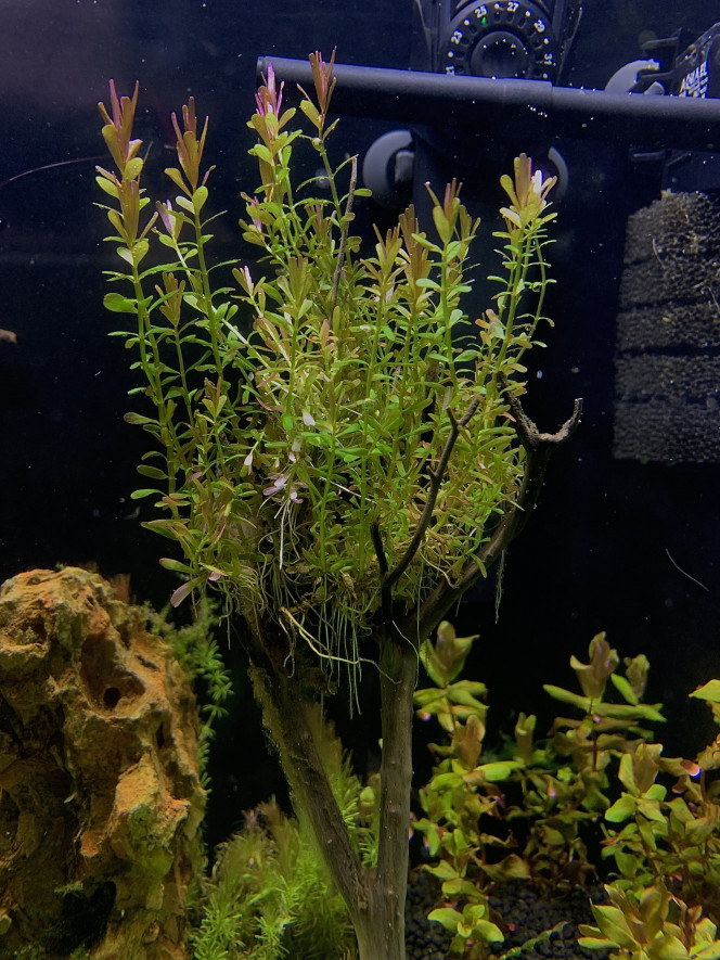 Rotala h’ra Les plantes in vitro prennent bien