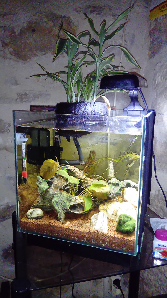 Partage de mon aquarium, sur le forum de discussions FishFish Aquarium et  Aquariophilie