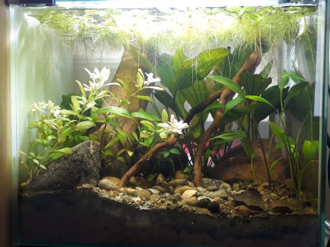 Nouvelle racine J'ai introduit une nouvelle racine dans l'aquarium. Ca faisait une semaine qu'elle trempait dans un arrosoir ; elle s'est bien imbibée mais a quand même relaché des tanins une fois plongée dans l'aquarium. Un support d'exploration en plus pour les escargots et bientôt pour les crevettes !