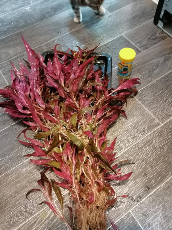 Photographie du post de Kaeris 