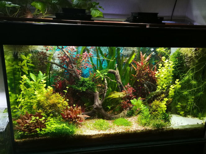  Bheeee ça fait de l'air et de l'espace de nage pour les poissons mais jle trouve viiiideeeee comparer à avant c'est sur  :p