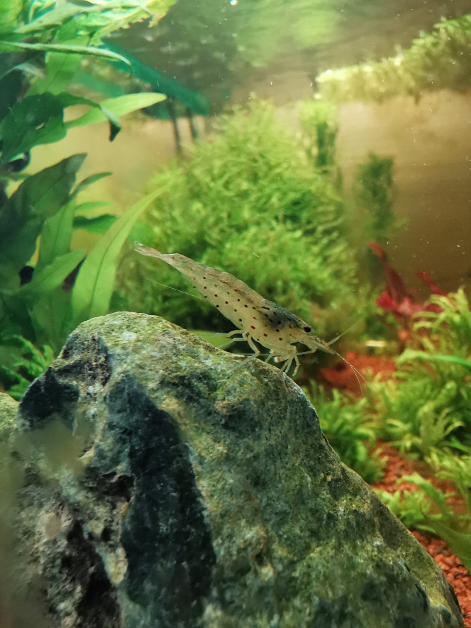 Caridina japonica 