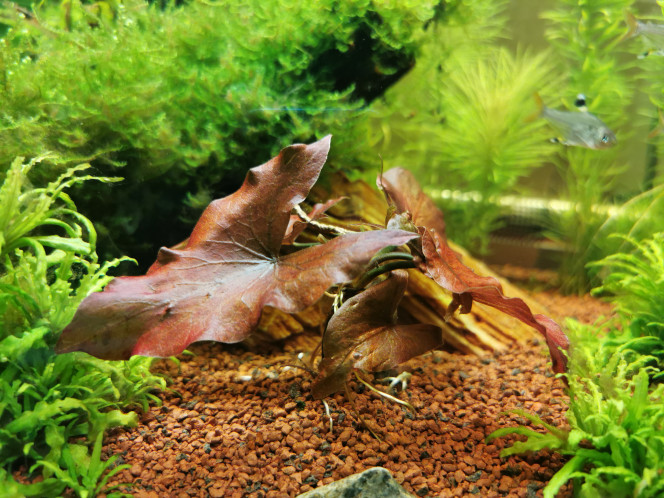 Nympheae Red Tiger 