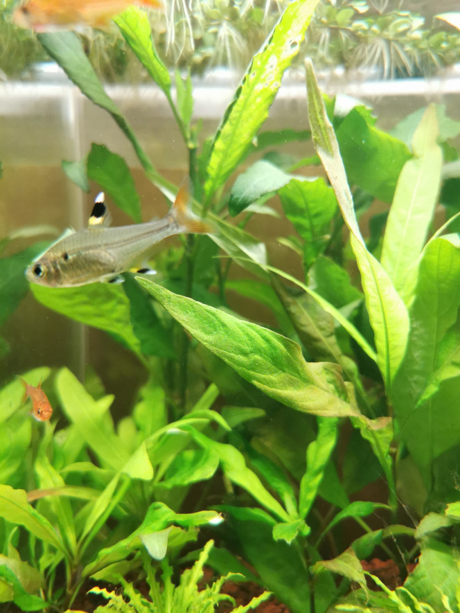 Ma faune Pristella maxillaris
Hyphessobrycon amandae