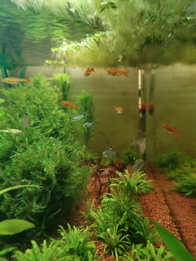 Faune Pristella maxillaris
Corydoras hastatus
Hyphessobrycon amandae