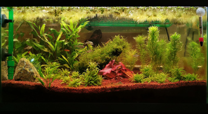 Mon aquarium Ajout de Salvinia auriculata et d'un Nympheae
1 Cambarellus patzcuarensis orange
7 Hyphessobrycon amandae
*Perte d'une Caridina, sortie de l'aquarium