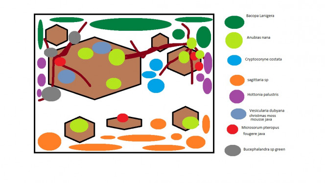 Plan d'installation Petit plan pour situer, les roche,s les racines et types de plantes.