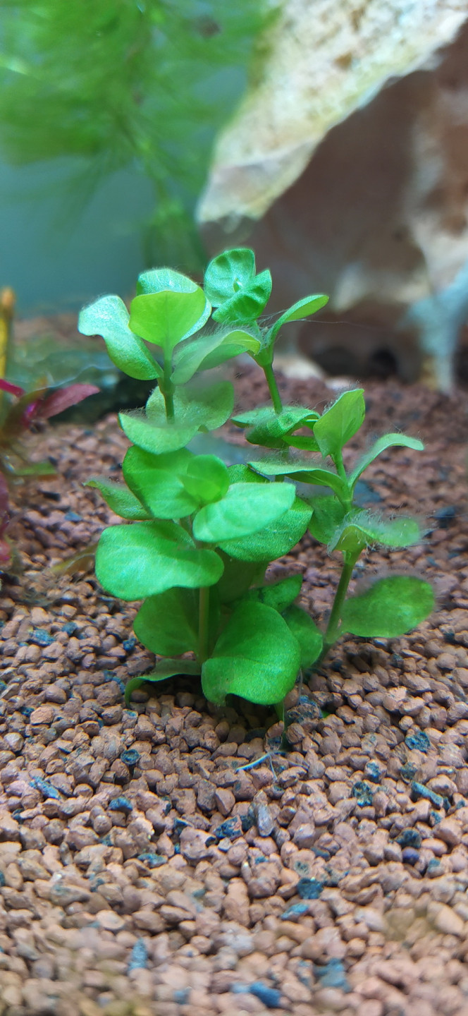 Sol technique plant noir Nova pour aquarium et crevettes