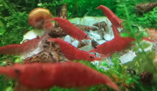 Rave party sur courgette 
