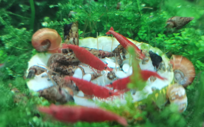 Rave party sur courgette 