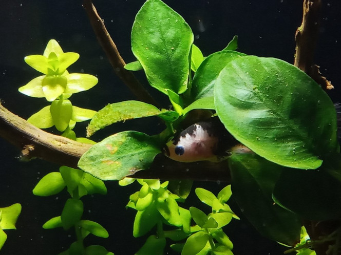 betta 