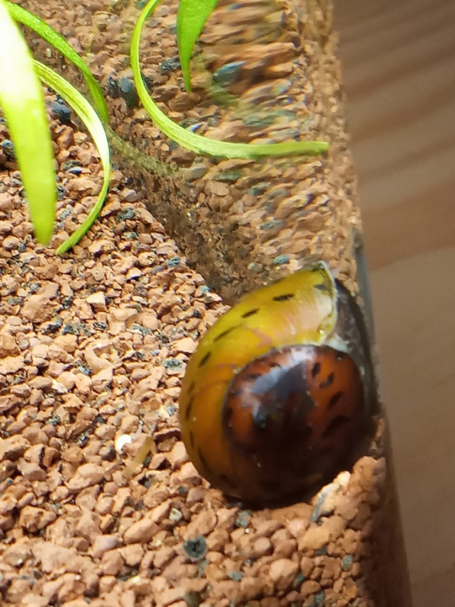 Neritina rouge 
