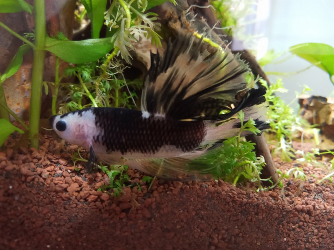 betta 