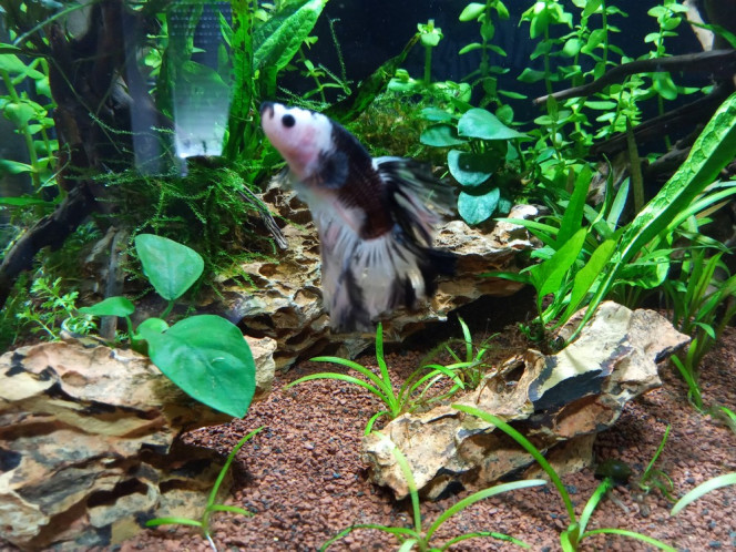 betta 