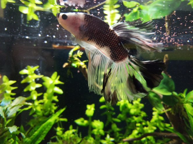 Betta 