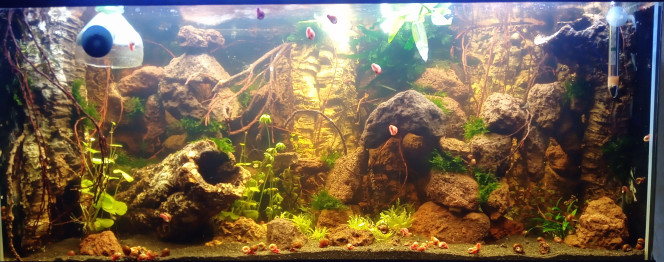 Projet tetraodons nains suite Bonjour , pardon à tous ceux qui suivait mon projet tetraodons  ..j'ai mis beaucoup de temps pour avancer mais voiçi que j'ai mis en eau hier , bouteille  coupée pour co2 en attendant le bulleur demain  :-)