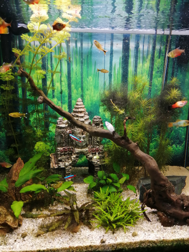 Photographie du post de Fish59 