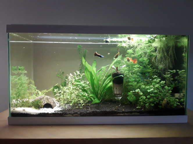  Changement de décor... y a pas moins de plantes, elles ont juste été redistribuées :)