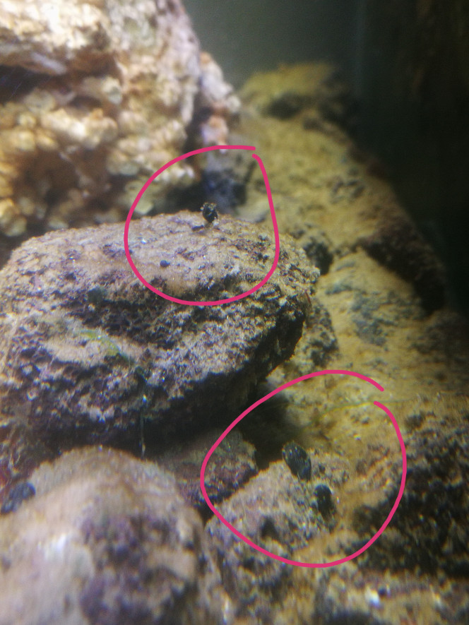 Moules Mes premier bébés moule apparu tt seul dans la decante