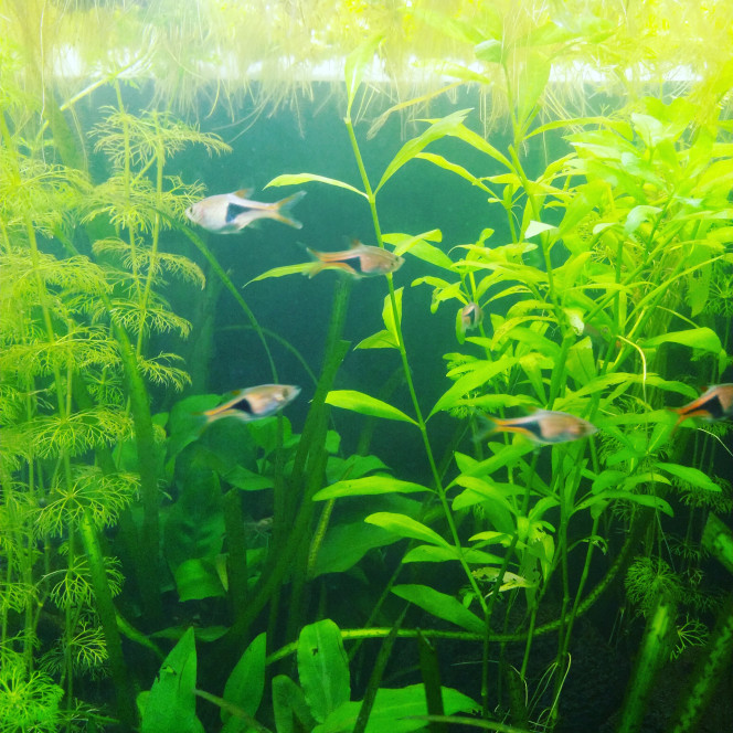 Arrivée des rasboras 