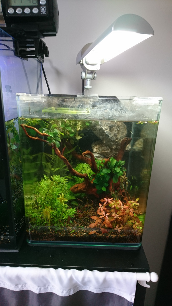Assemblage des épiphytes Collage et fixation des bucé, anubia et pinnatifida sur la racine.

Mise en eau dans le bac temporaire qui me sert de stockage de bouture et plus qu'à attendre que ca prenne racine et pousse jusqu'au jour J ^_^

Problème : je veux un scape à moi aussi maintenant..... Même non scapé, une racine plantée dans un bac ca rend beaucoup trop bien >> (et si je gardais la racine °-° )