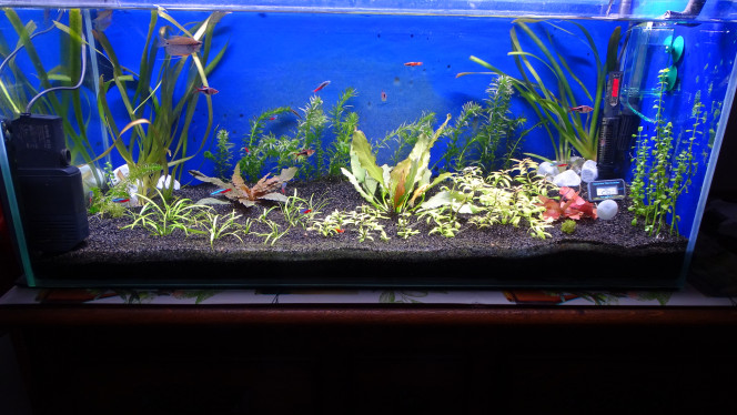 Nouvelle photo de mon aquarium Les élodées sont prévue pour couvrir le fonds 
J'ai rajouté un système simple pour le co2 kit sera co2 start.
Je démarre demain avec Profito ( 1ml jour)
Pour le nénuphar c'est un essai je verrai bien ce que cela donne.
Il me semble que le manque de co2 avec beaucoup de plantes rapides ait créé une décalcification biogène. Donc paramètres à surveiller de près.