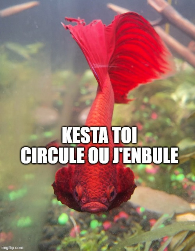Photographie du post de Kaeris 
