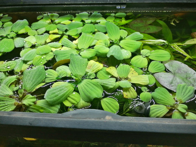 Photographie du post de Aquagarden83 