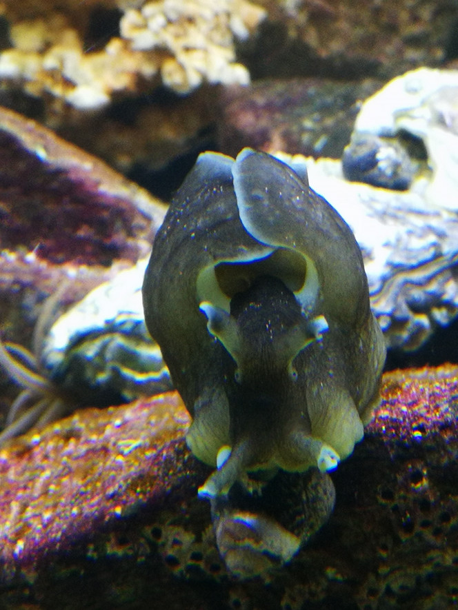 Lièvre de mer Nouvel arrivant???